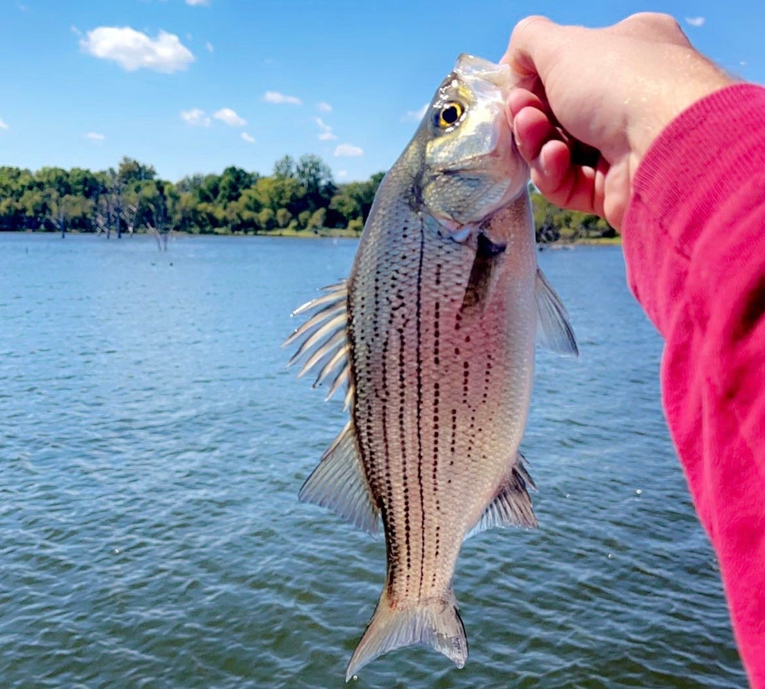 An Introduction: White Bass