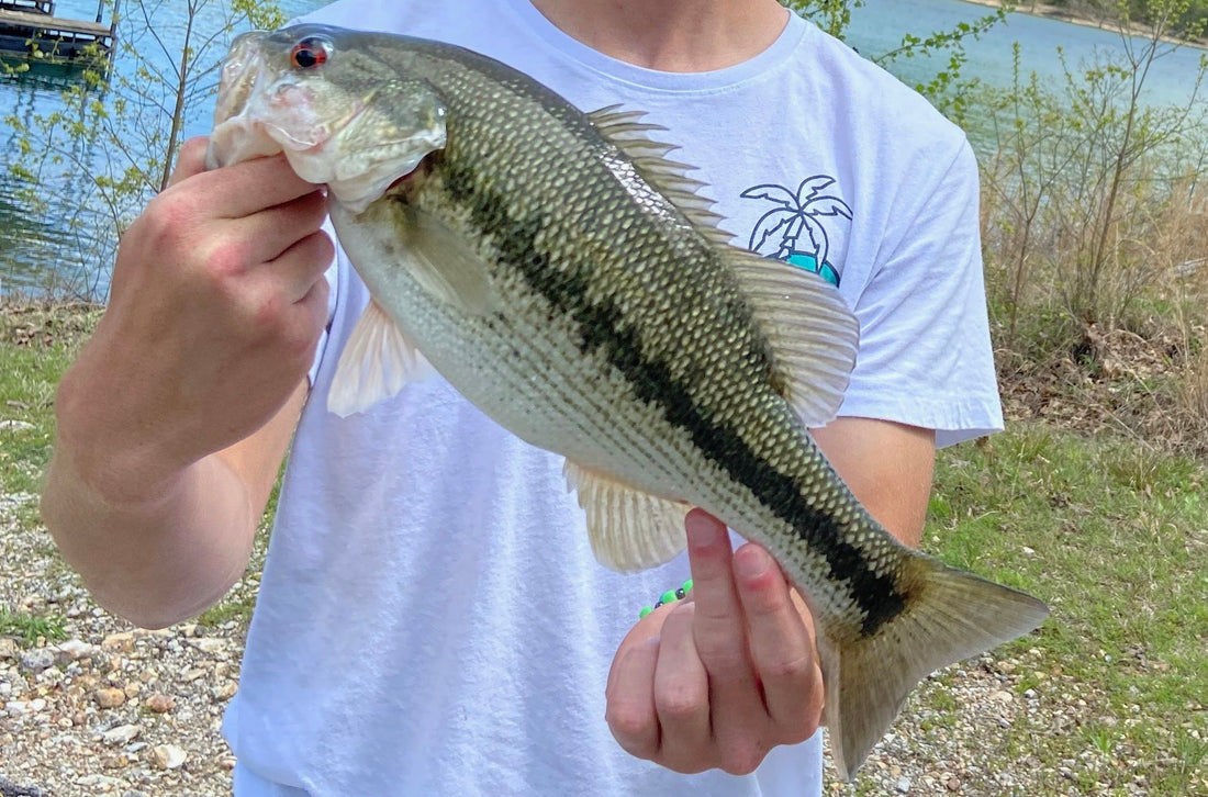 An Introduction: Spotted Bass