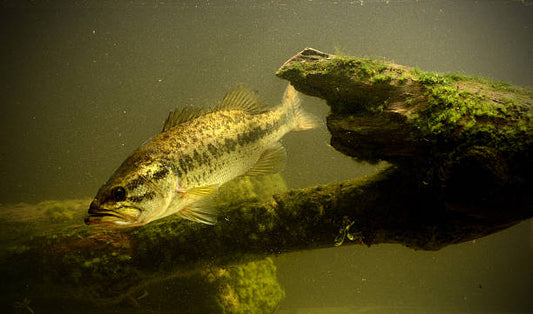 An Introduction: Largemouth Bass