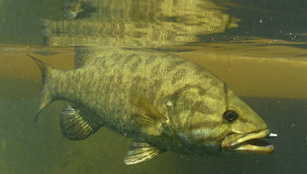 An Introduction: Smallmouth Bass